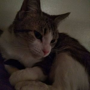 Meet your Posher, Heidi